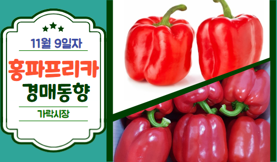  [경매사 일일보고] 11월 9일자 가락시장 홍파프리카 경매동향을 살펴보겠습니다!