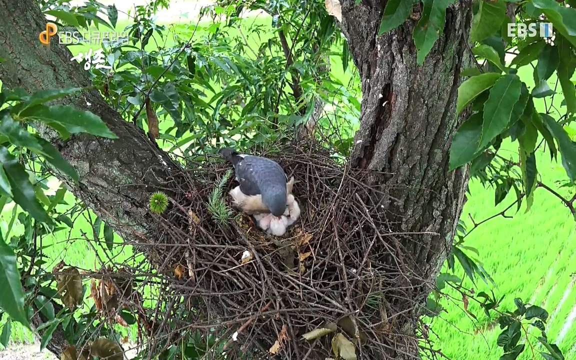 생존 3부_ EBS 다큐프라임_ 220629.avi_20220701_210028.151.jpg