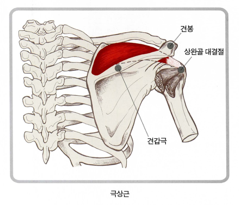 극상근