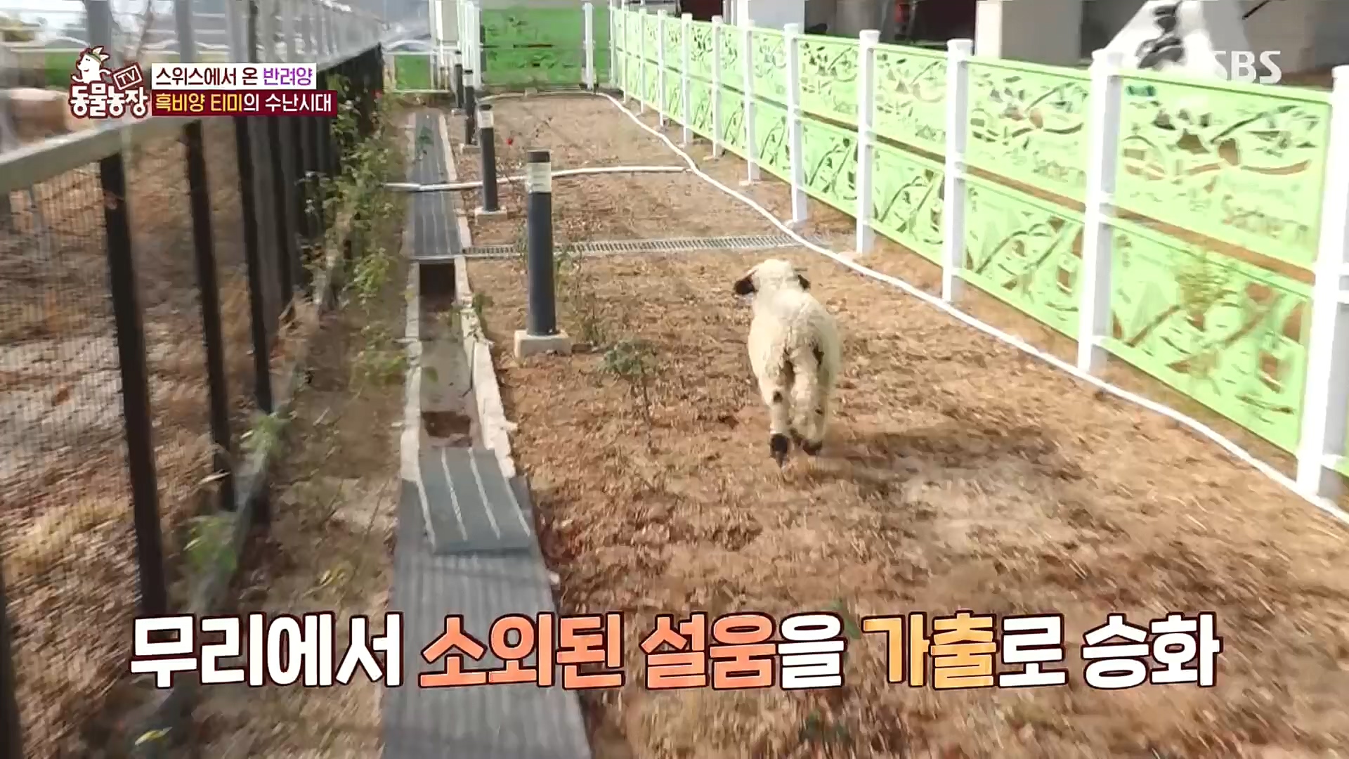 TV 동물농장.E1100.221218p.H264-F1RST.mp4_20221218_183447.956.jpg