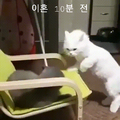 움짤
