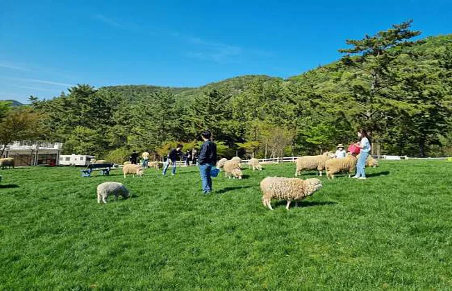 남해양떼목장 양마르뜨언덕