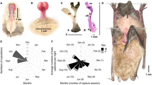 수컷 박쥐의 생식기(A&#44; B)와 암컷 박쥐의 생식기 현미경 사진(C). D는 암컷을 뒤에서 안고 짝짓기 행동하는 수컷 박쥐의 모습이다. 니콜라스 파셀 제공