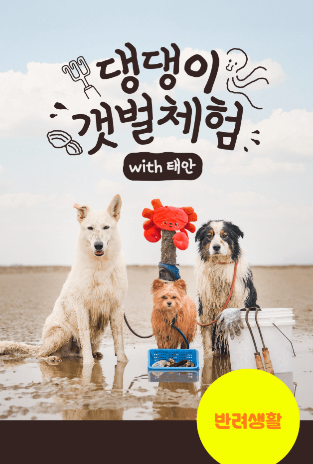 댕댕이와 함께하는 갯벌체험