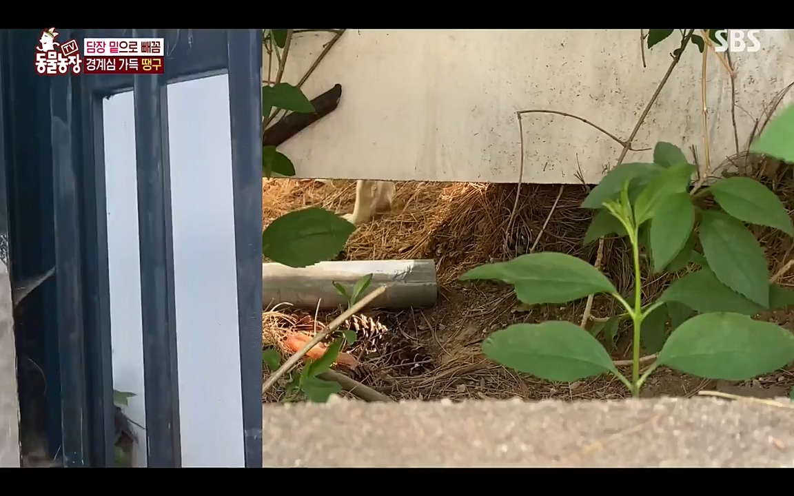 TV 동물농장.E1075.220627p-NEXT.mp4_20220626_175557.916.jpg