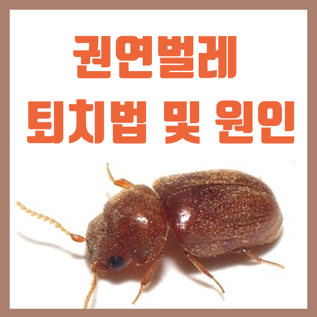  권연벌레 퇴치법 및 생기는 원인은?