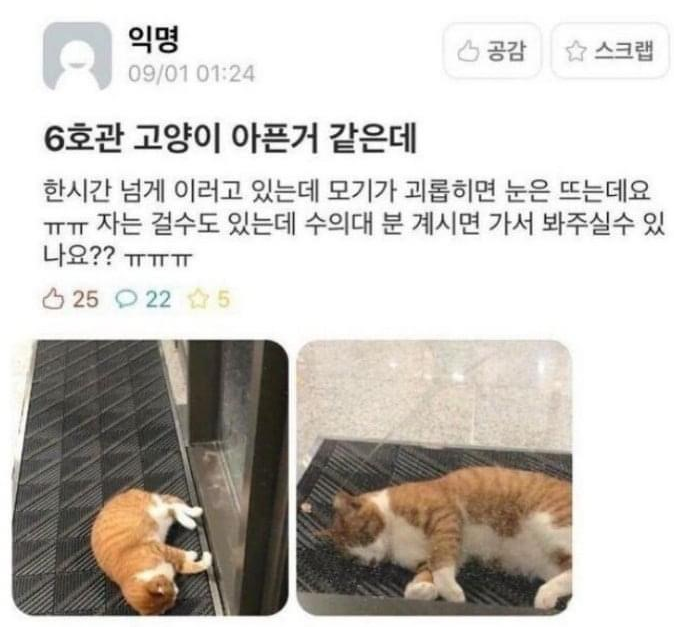  에타에서 전문용어 사용하는 수의대생