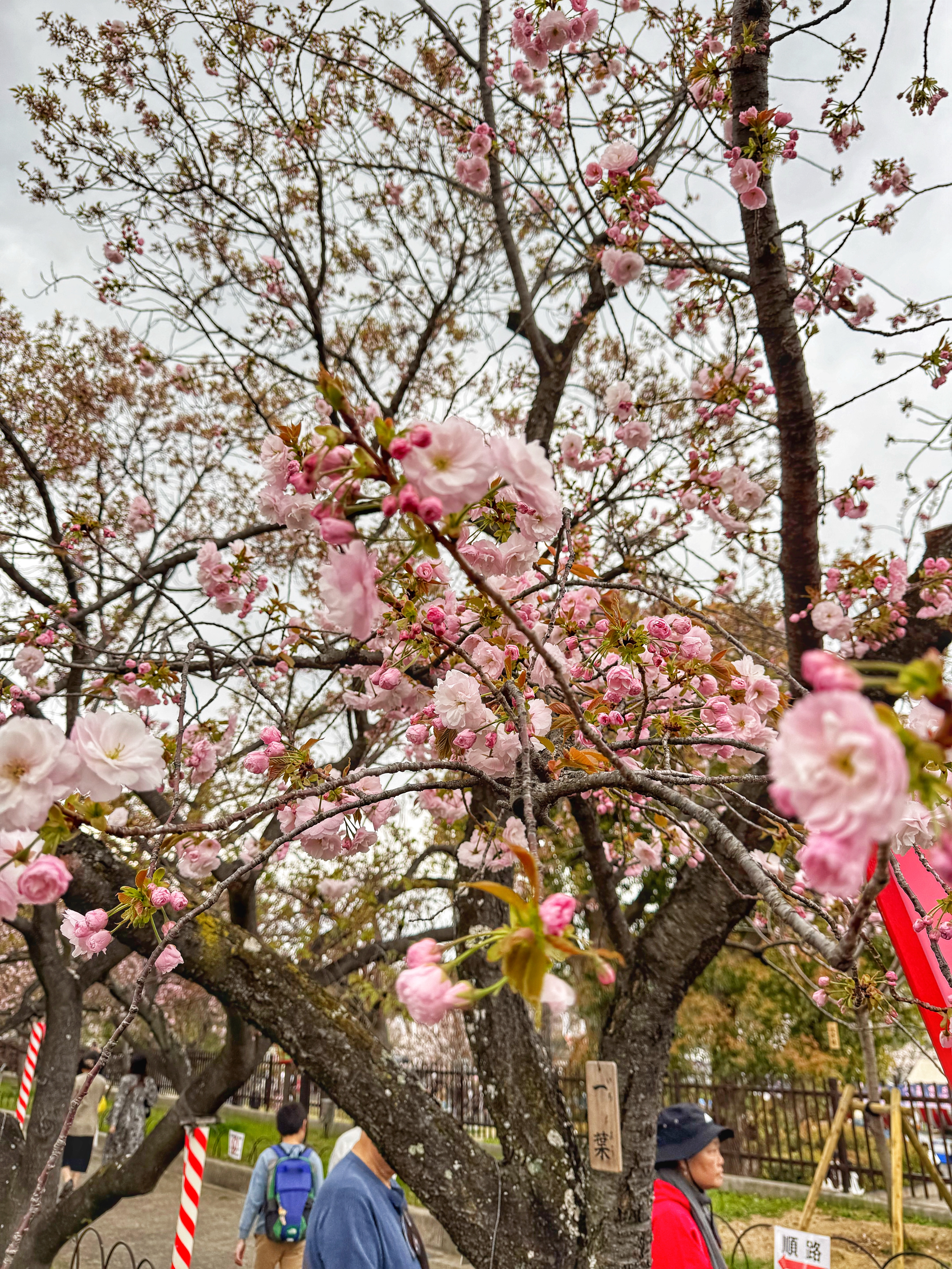 [일본 오사카] 조폐국 본국 벚꽃 통과하기 축제 후기 Cherry Blossom Viewing in Mint Osaka Japan