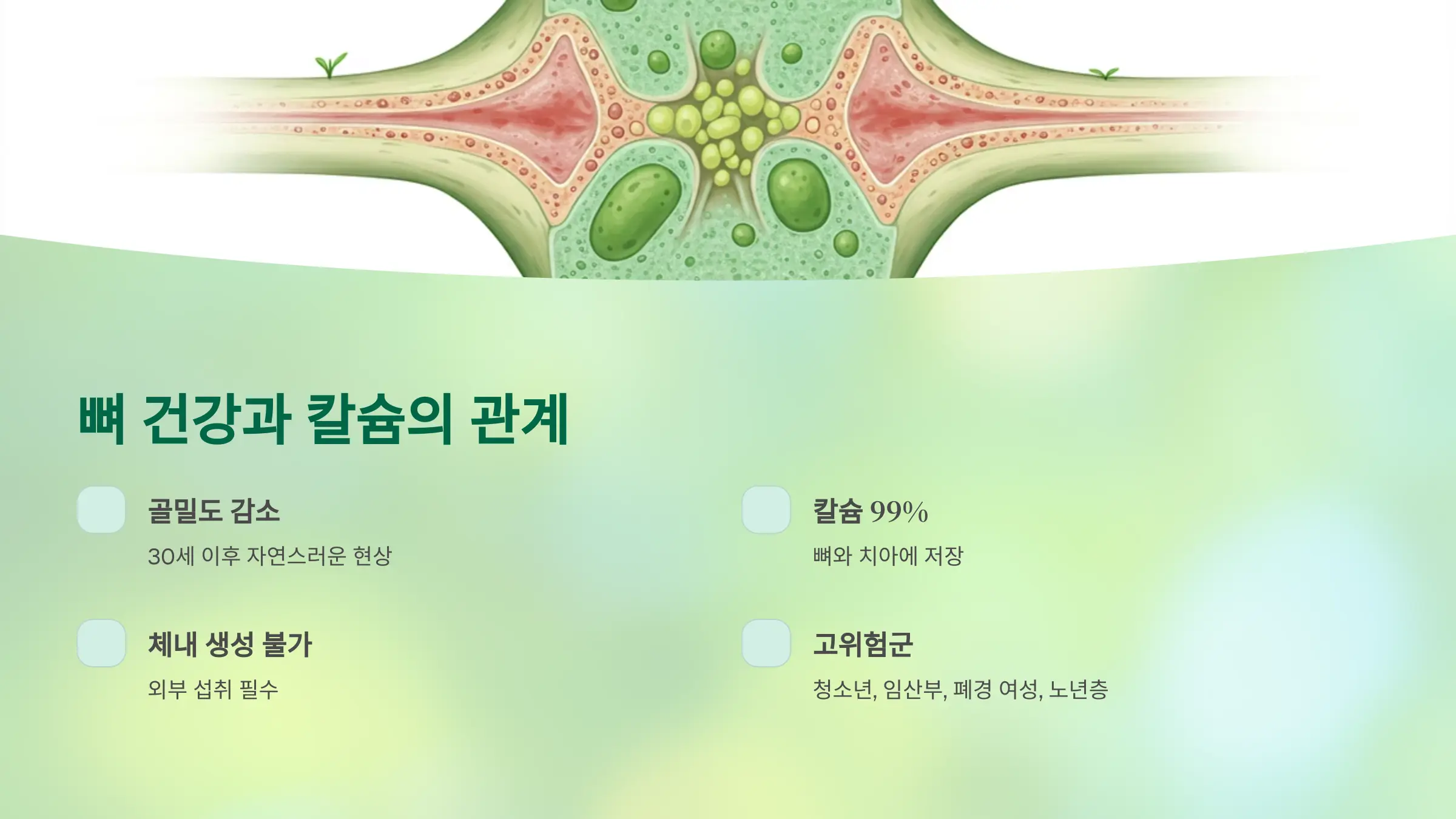 뼈 건강과 칼슘의 불가분한 관계