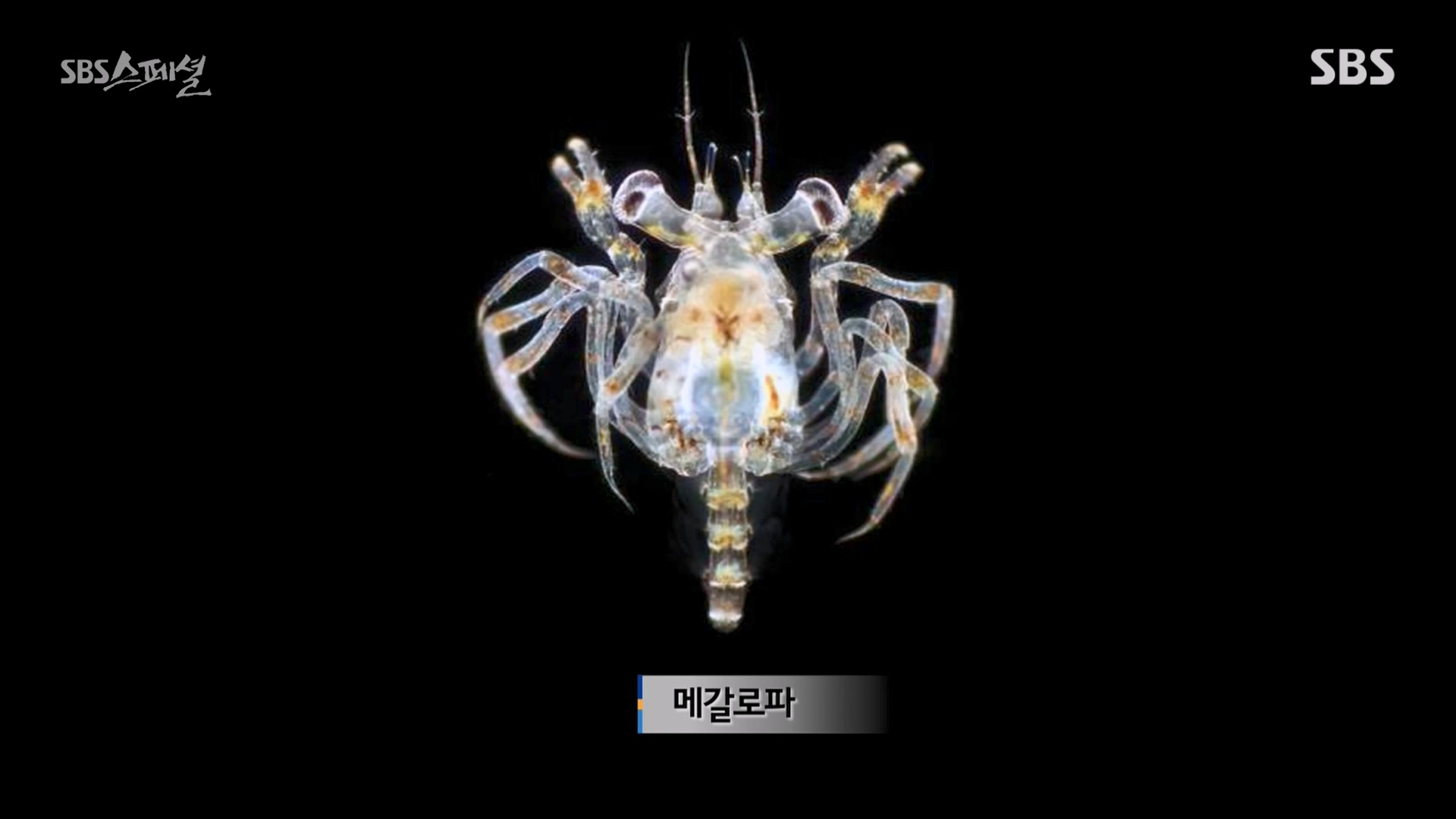 일요특선 다큐멘터리.E344.240310p-NEXT.mp4_20240310_155247.385.jpg