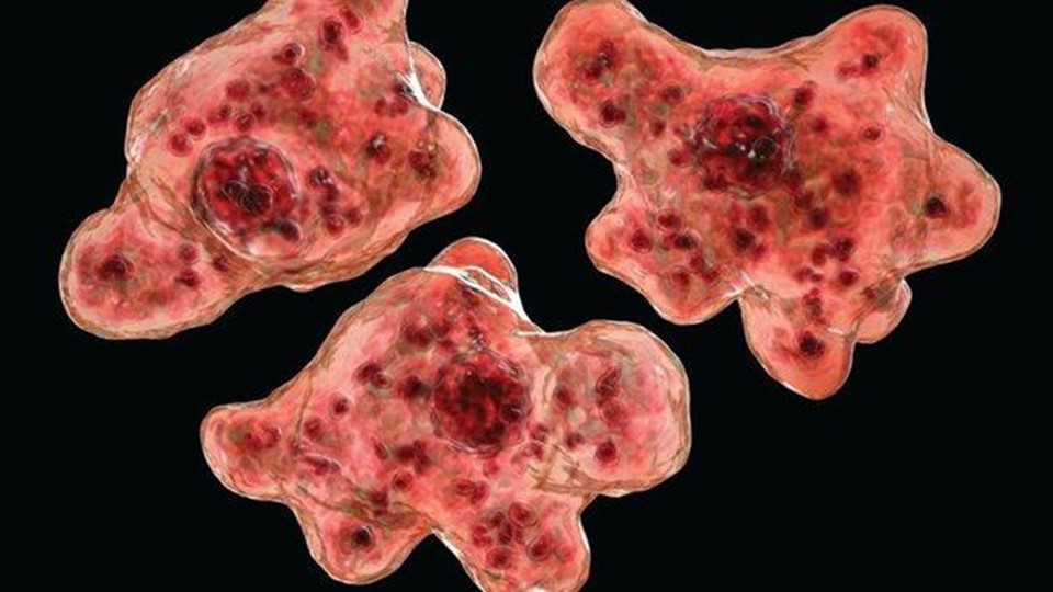  국내 첫 사망, 뇌먹는 아메바 파울러자유아메바 Naegleria fowleri, 수영 통해 감염, 뇌수막염 유발