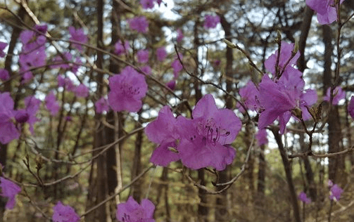 아홉산 대나무 숲