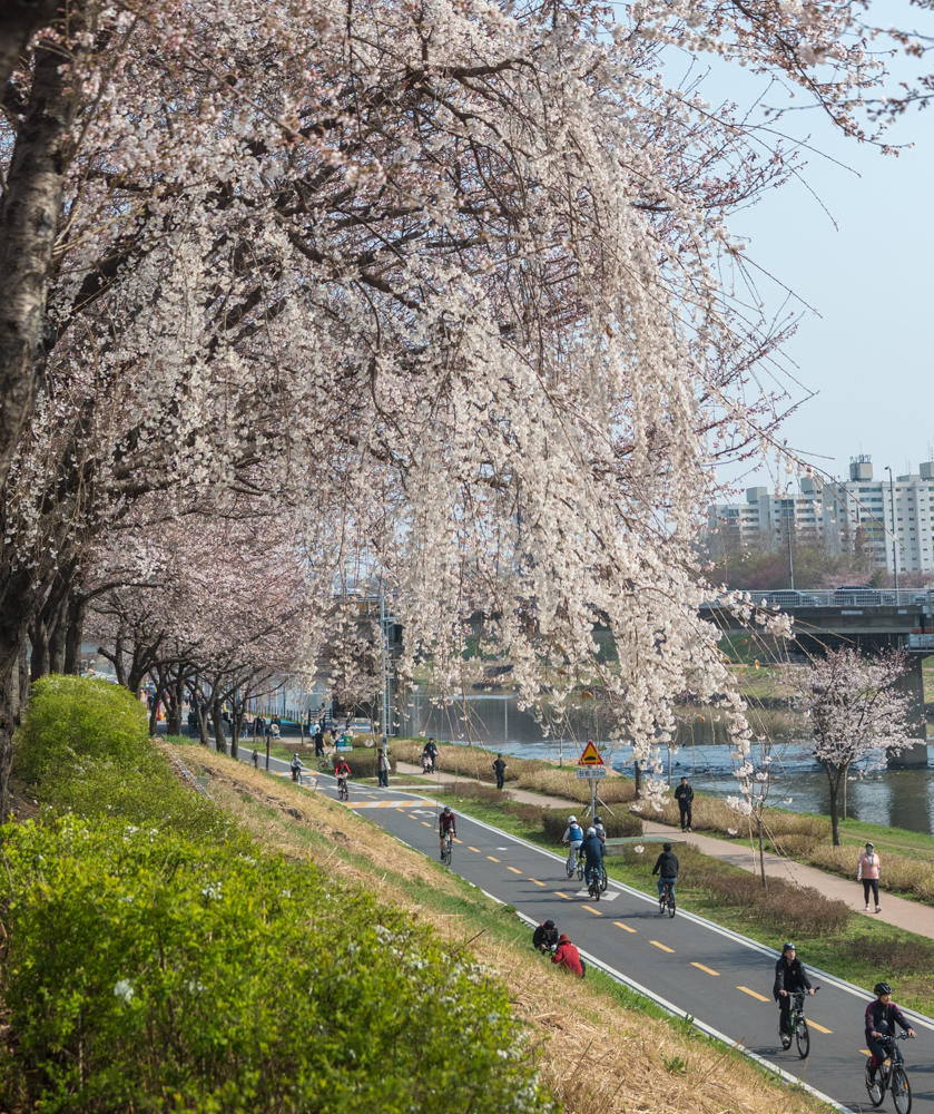 안양천 벚꽃 개화 상황