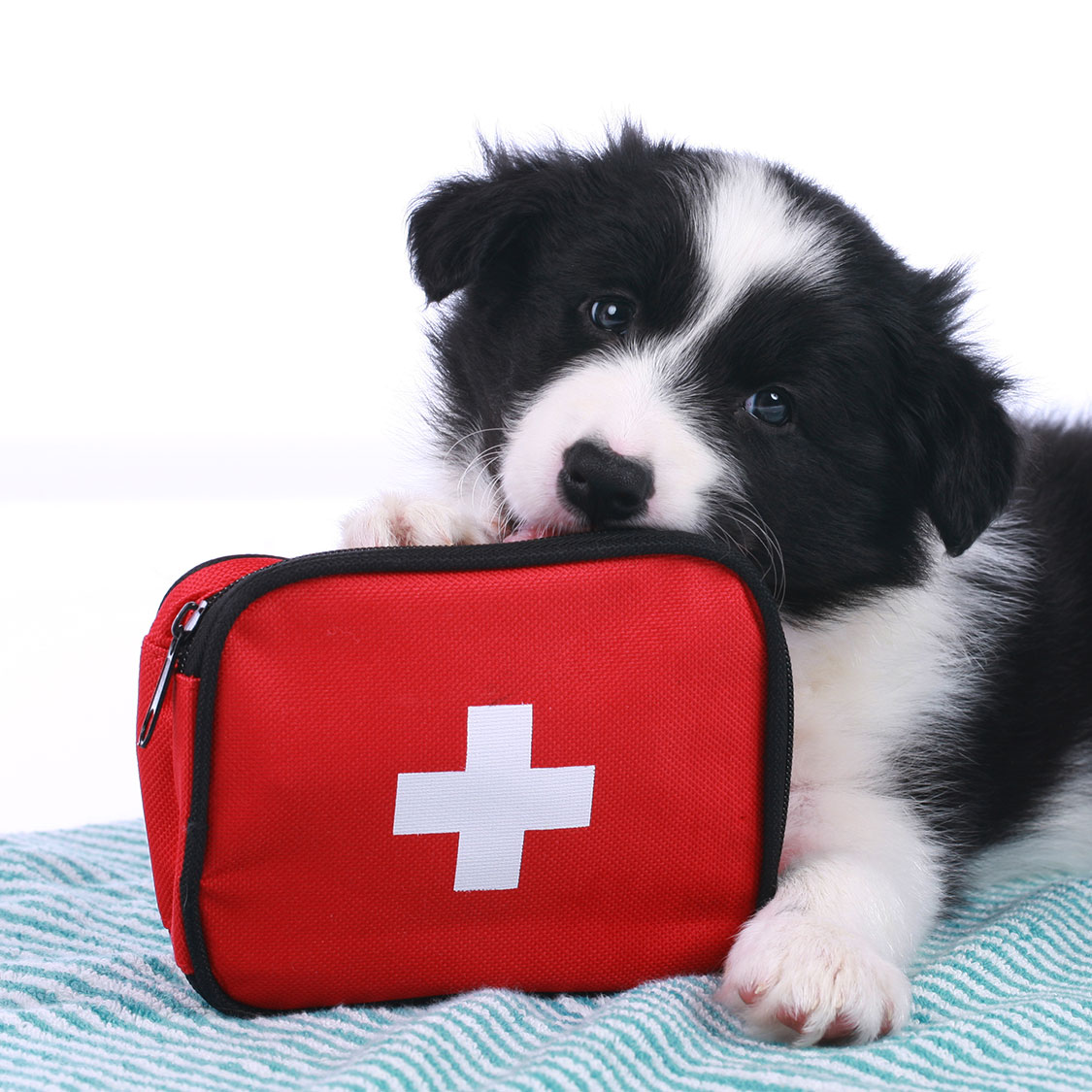 강아지 응급상황 중독 대처