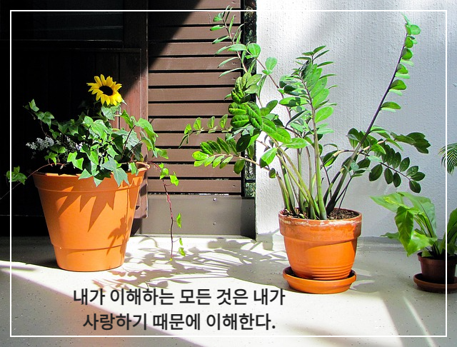 초록색 잎이 있는 화분 두개에 비 치는 햇빛