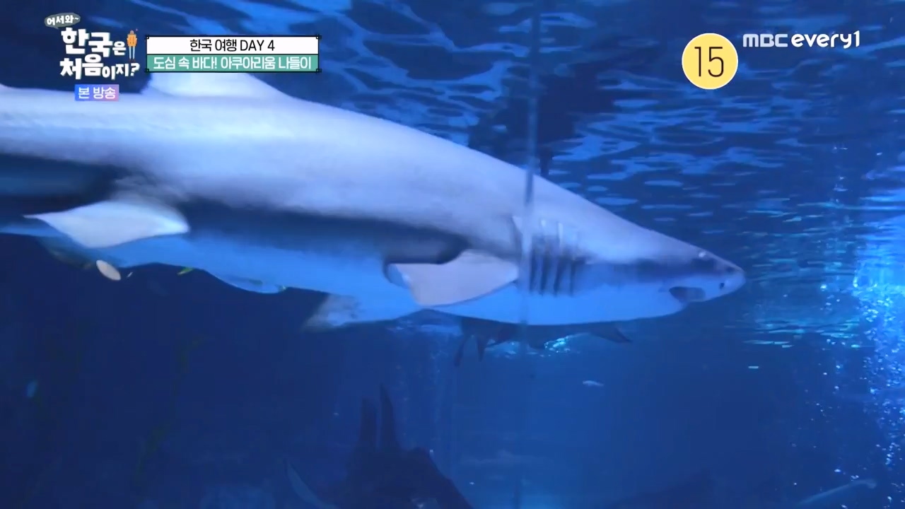 어서와 한국은 처음이지 시즌2.E283.231006p-NEXT.mp4_20231006_203352.793.jpg