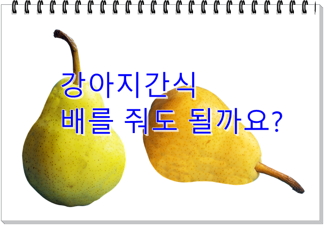  반려견 간식 배,  복숭아, 빵