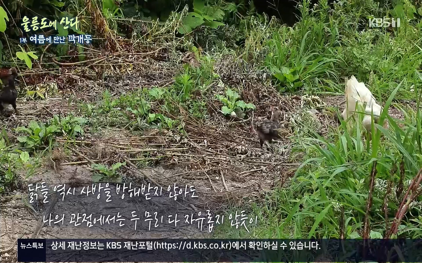 다큐울릉도에산다.E01.220909p.H264-F1RST.mp4_20220912_175432.179.jpg