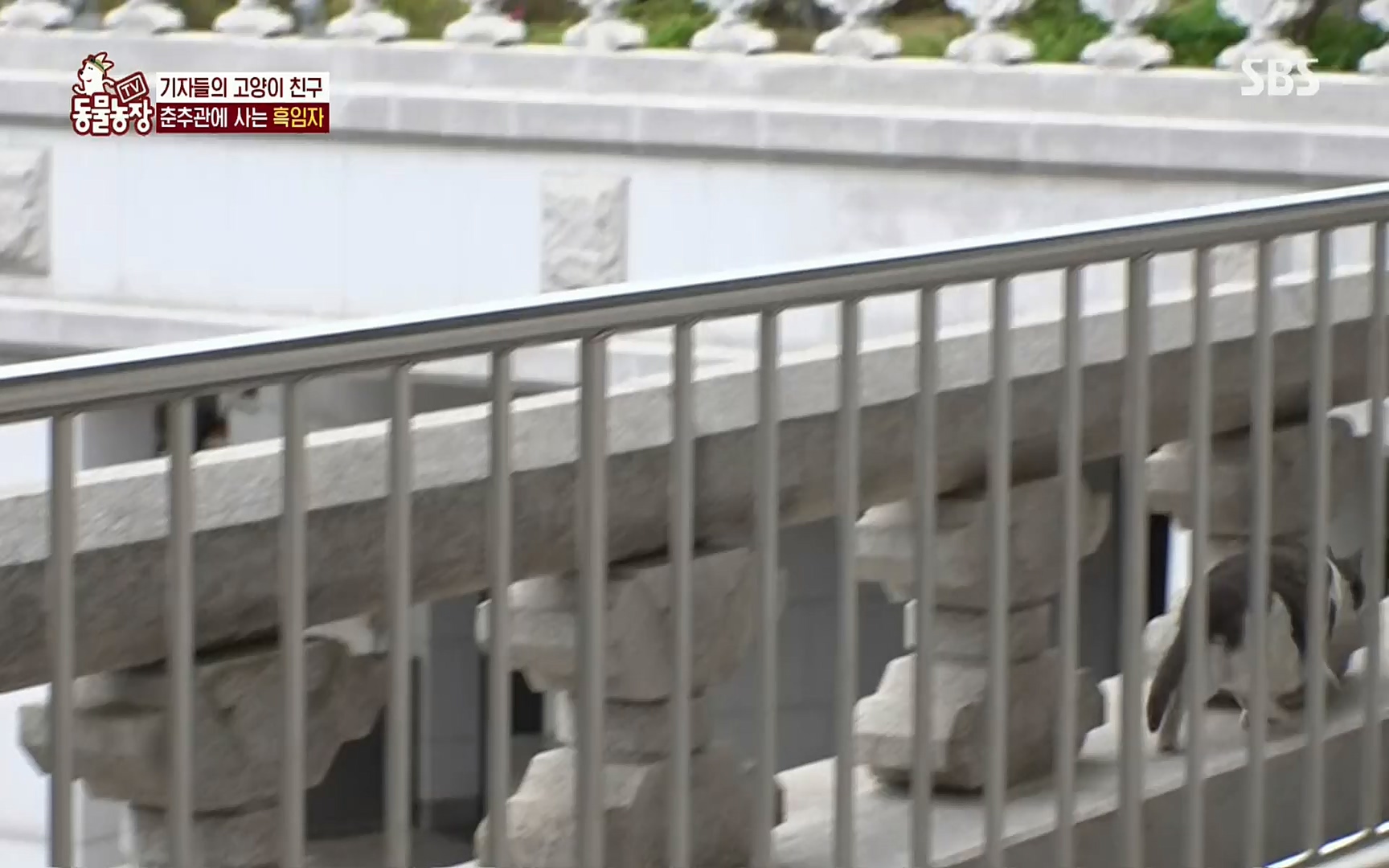 TV 동물농장.E1072.220605p.H264-F1RST.mp4_20220605_181436.198.jpg