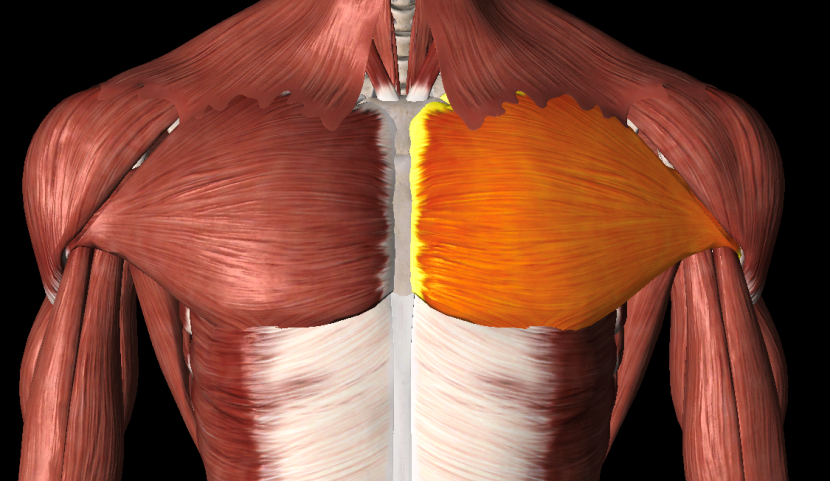 가슴근육을 설명하기 위한 인체해부학 사진