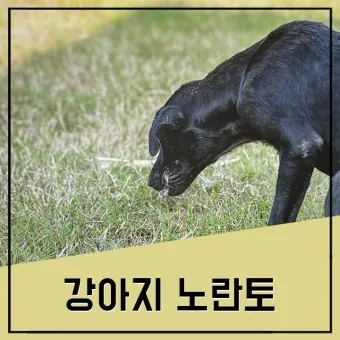 강아지 토 색깔 증상 강아지 토하는 원인과 구토 종류별 건강상태 살펴보기_24