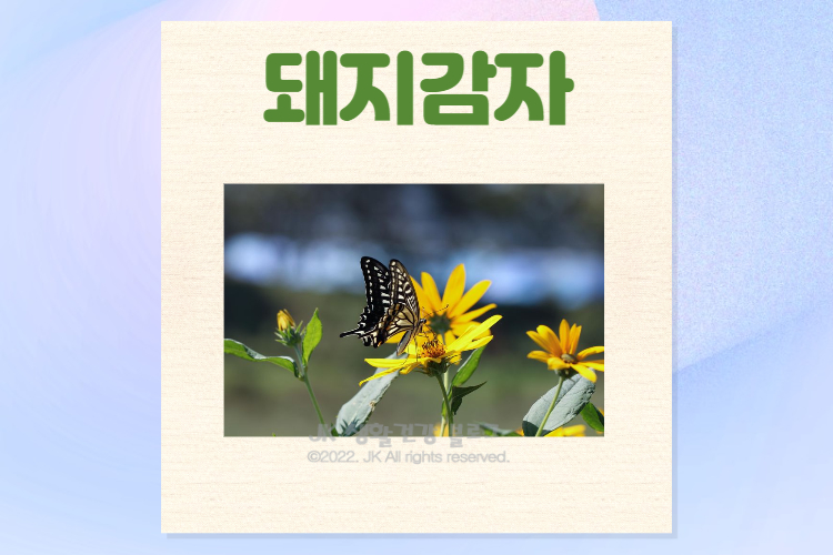  돼지감자 효능 및 돼지감자차 돼지감자즙 부작용