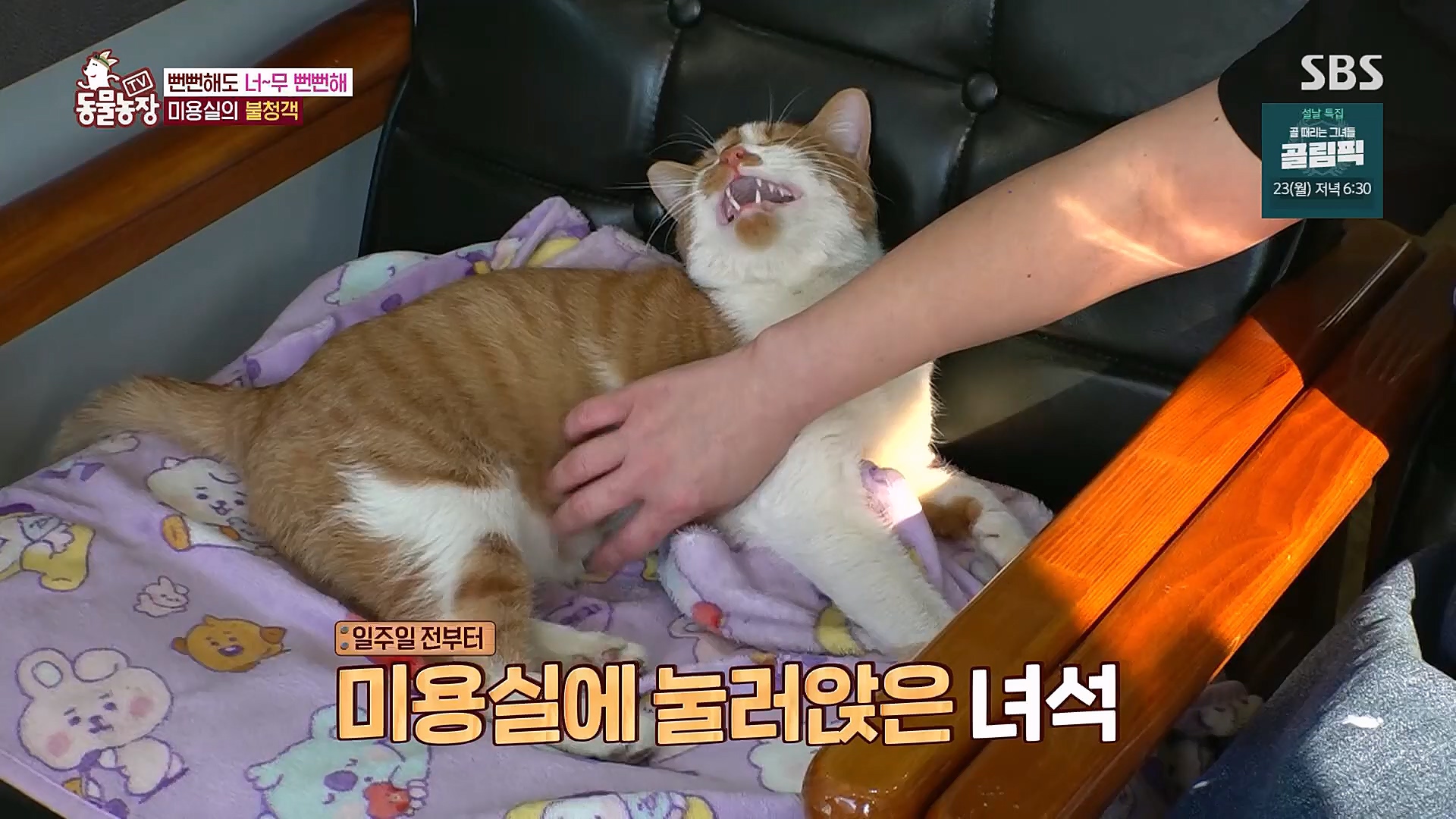 TV 동물농장.E1104.230115p.H264-F1RST.mp4_20230115_173204.887.jpg