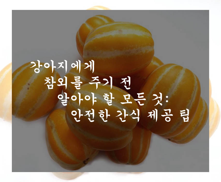  강아지에게 참외를 주기 전 알아야 할 모든 것: 안전한 간식 제공 팁