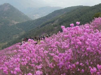 천주산 진달래축제 등산코스 맛집_11