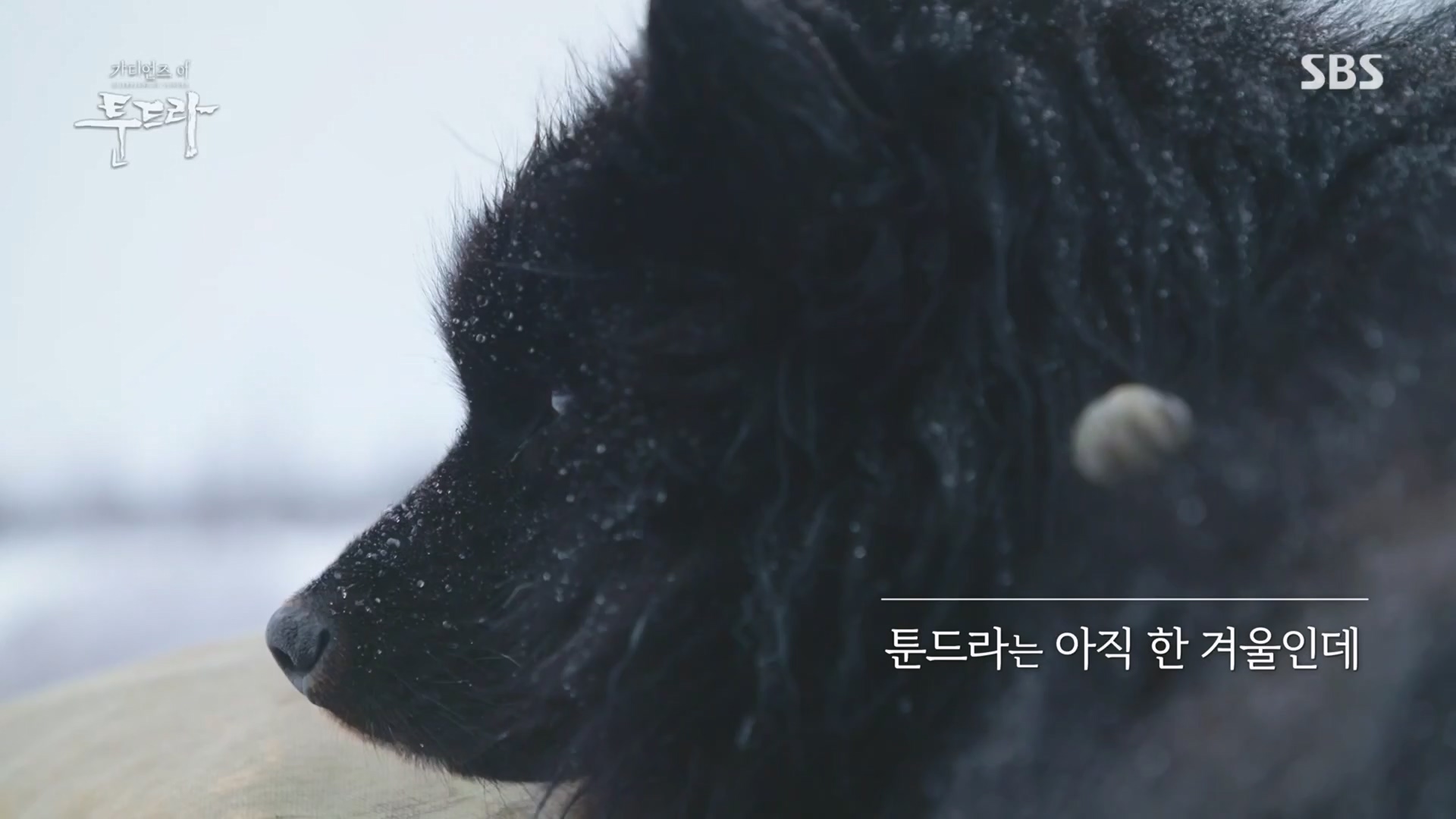 일요 특선 다큐멘터리.E313.230423p.H264-F1RST.mp4_20230423_142731.440.jpg