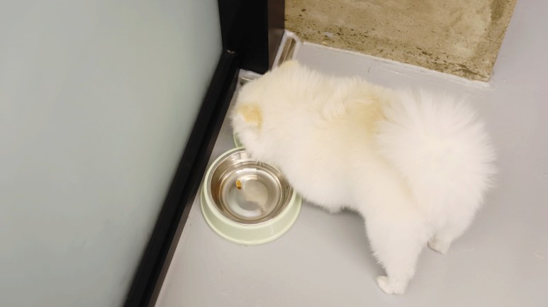 황금동 '도그 데이트' 가게 위쪽 굿! 대구 애견호텔 미용 5