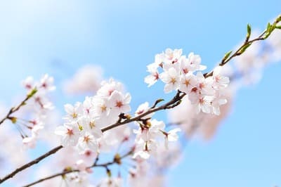 경상남도 벚꽃 축제