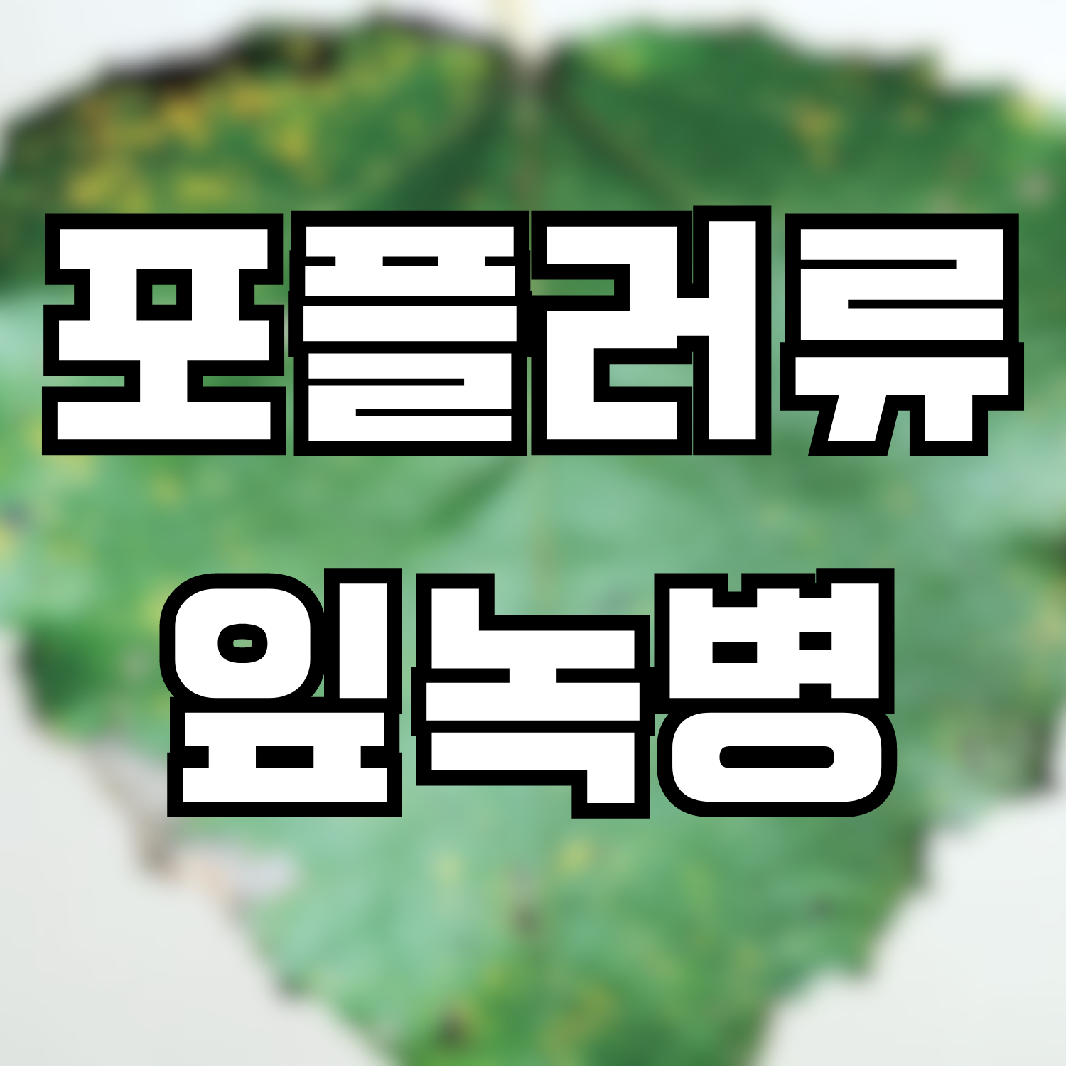  포플러류 잎녹병