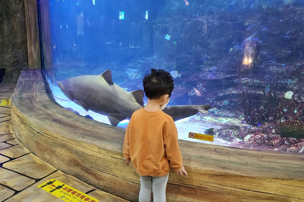부천 아쿠아리움 부천 아쿠아리움먹이주기 체험 21