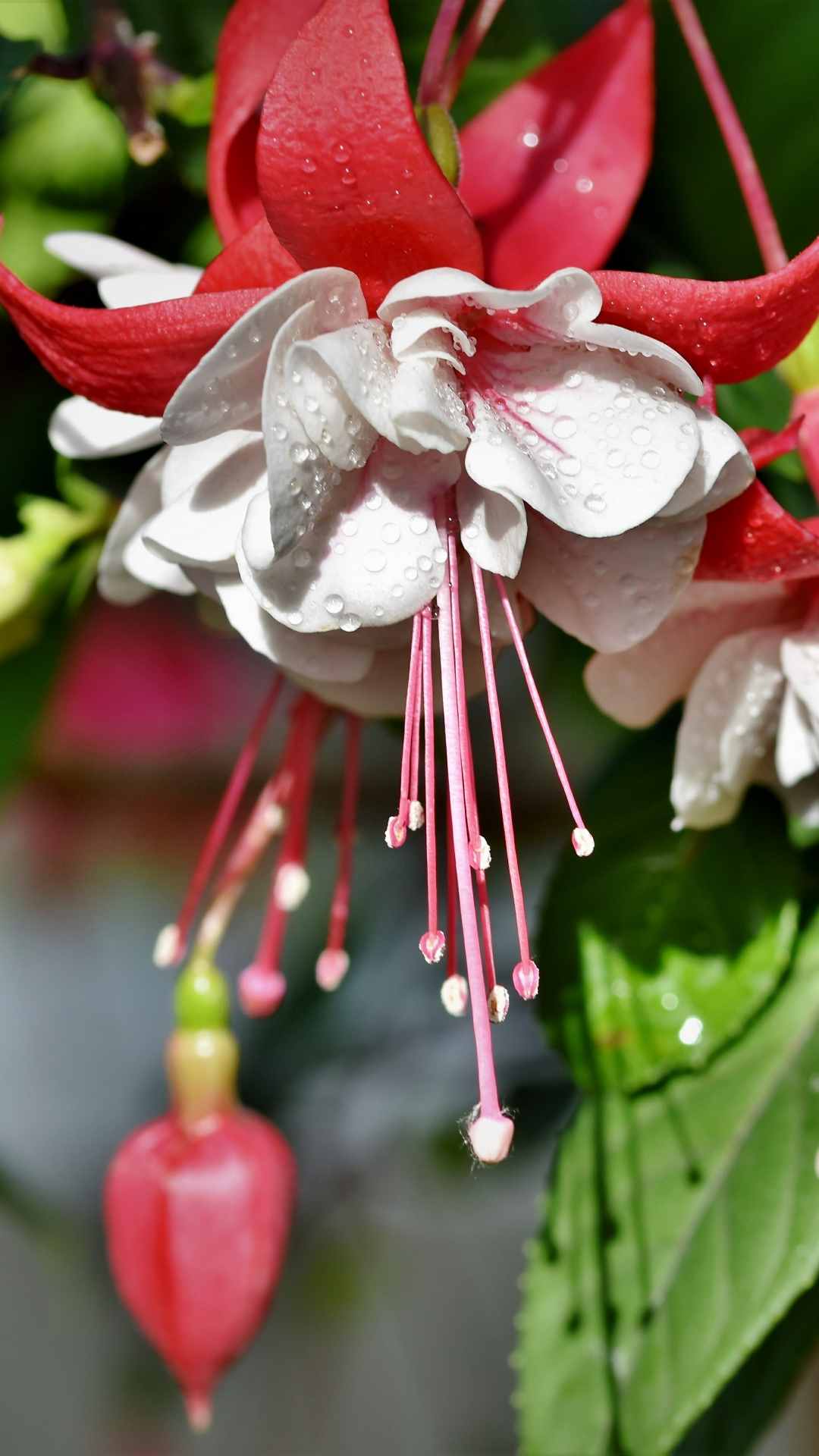 Fuchsia Flower iPhone Wallpaper