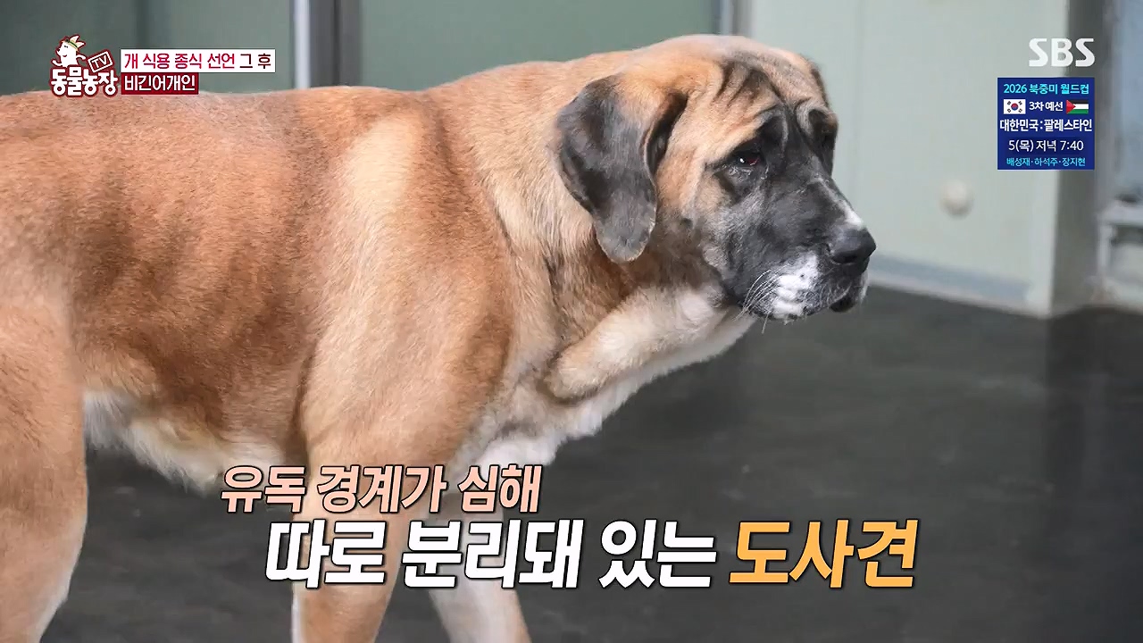 TV 동물농장.E1187.240902p-NEXT.mp4_20240901_155507.881.jpg