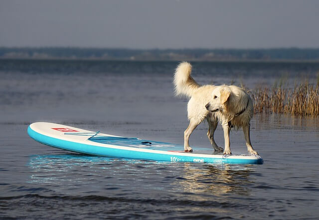 SUP