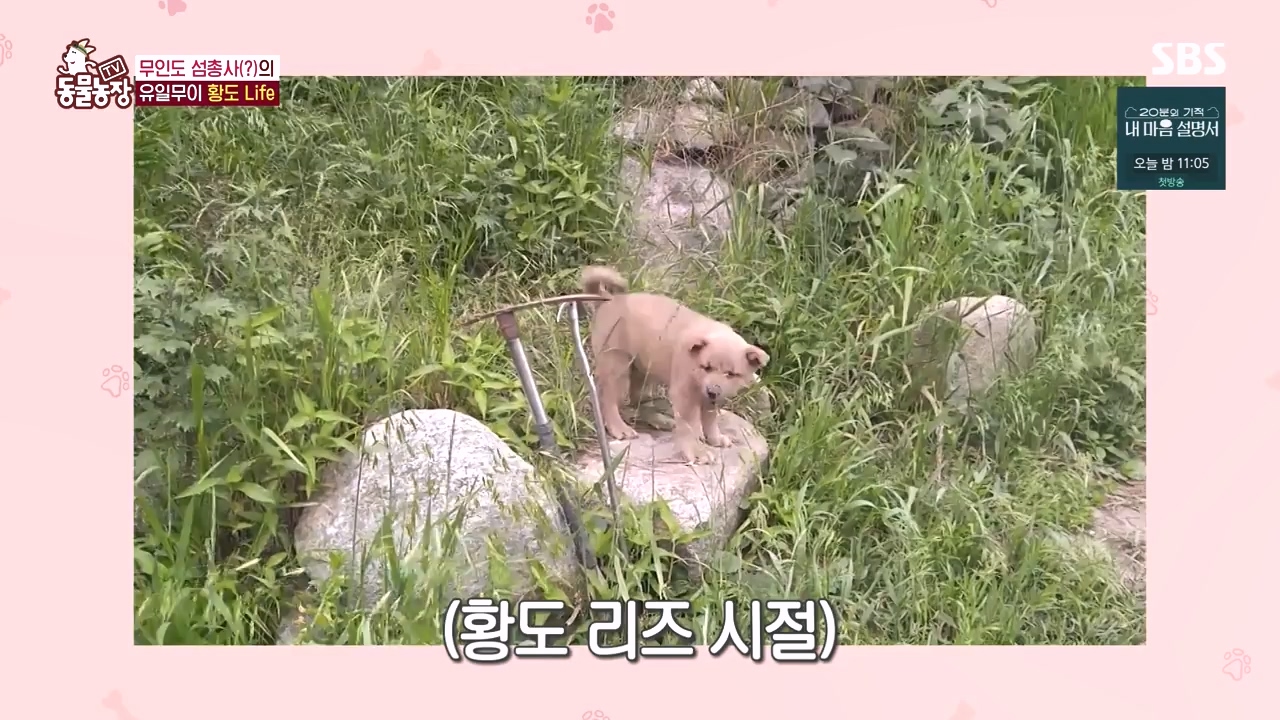 TV 동물농장.E1171.240513p-NEXT.mp4_20240512_163335.247.jpg