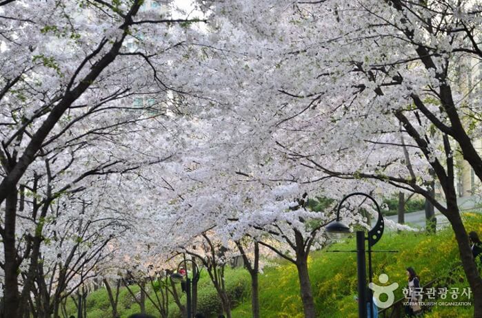 석촌호수 벚꽃축제