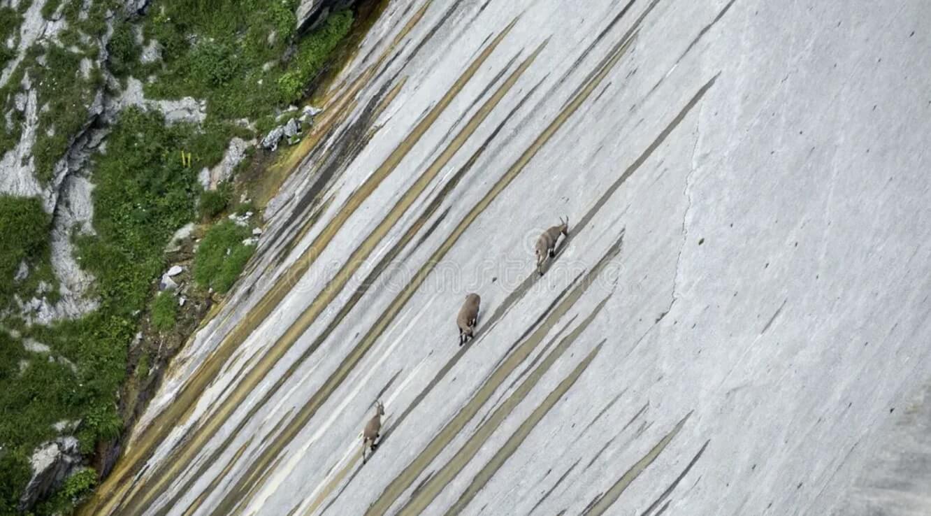 친 치노댐에 올라가는 아이벡스 산양