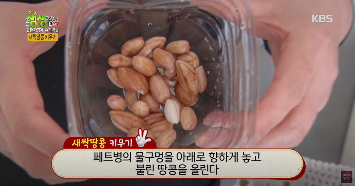 새싹땅콩