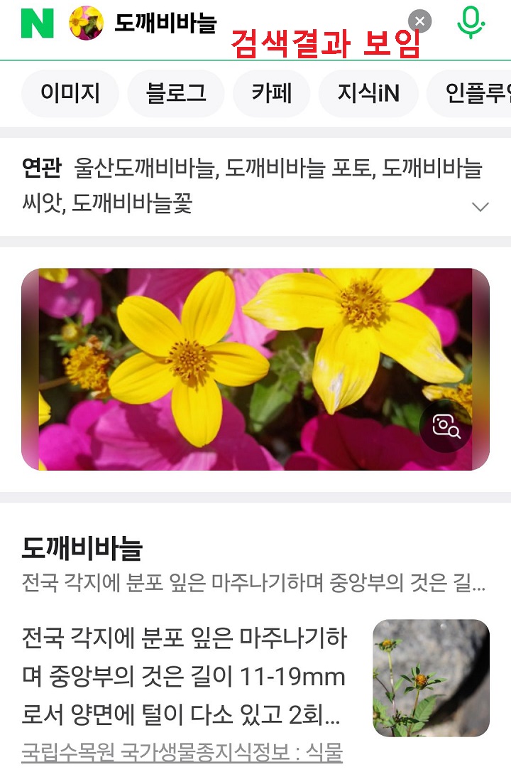 검색 결과 보임