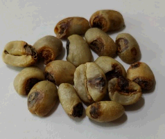 곰팡이 핀 생두