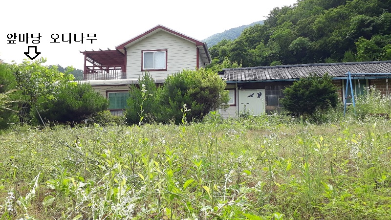  오디 효능
