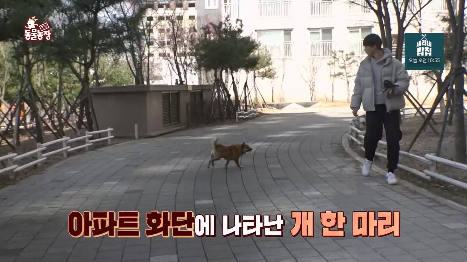 TV 동물농장.E1170.240505p.H264-F1RST.mp4_20240505_153817.251.jpg