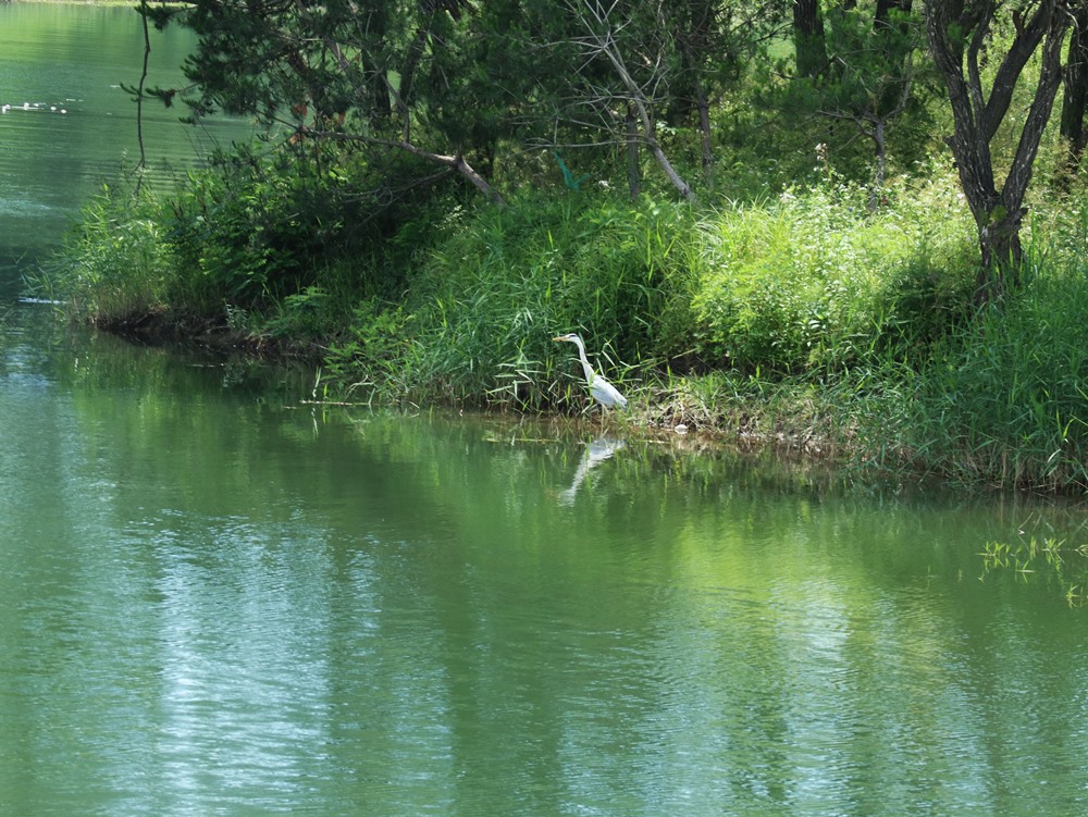 자라섬-강가에서-휴식중인-철새한마리-이미지