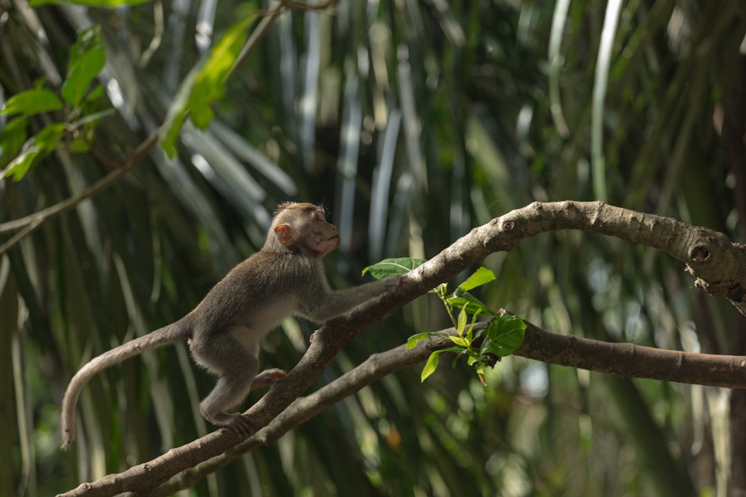 Monkey