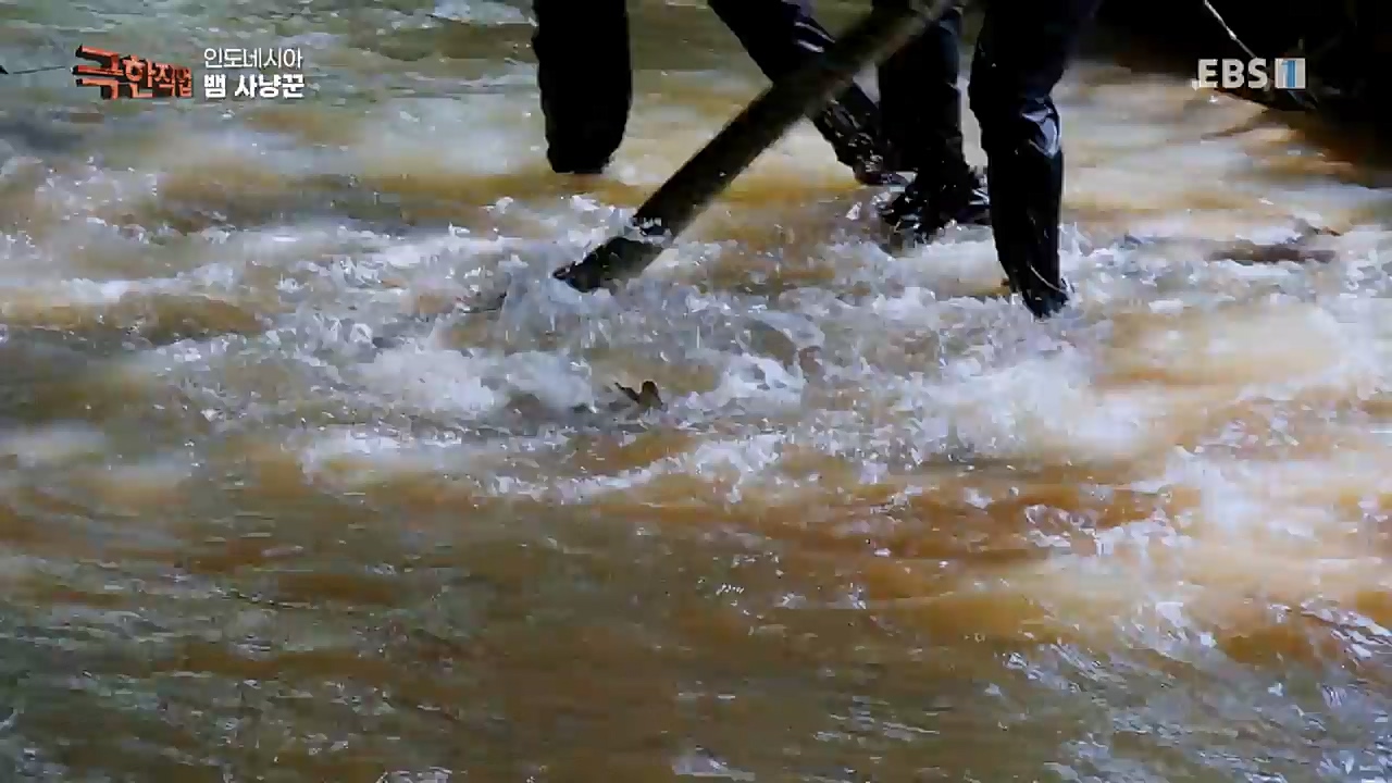 TV - 교육의 중심 EBS인도네시아 뱀사냥꾼.mp4_20221211_181455.196.jpg