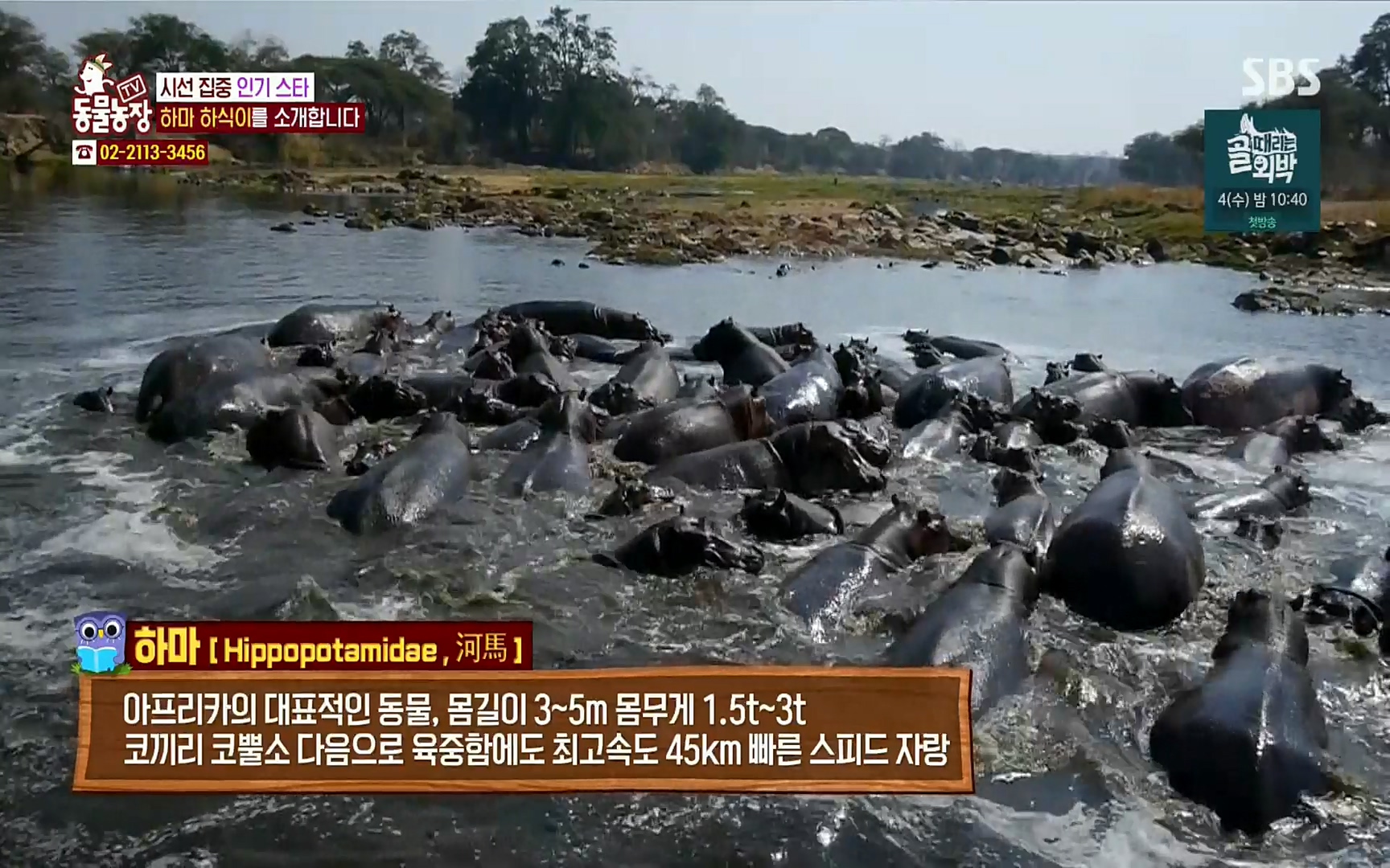 TV 동물농장.E1067.220501p.H264-F1RST.mp4_20220501_181128.109.jpg