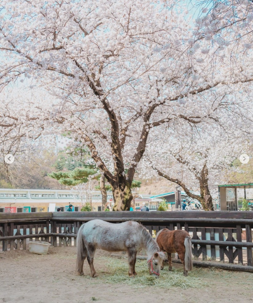 렛츠런 파크 서울 벚꽃 축제